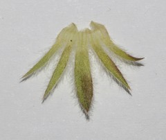 Aspalathus suaveolens