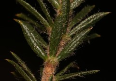 Aspalathus suaveolens