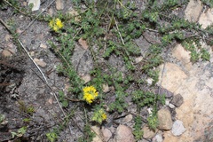 Aspalathus suaveolens