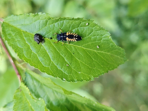 Asiatischer Marienkäfer