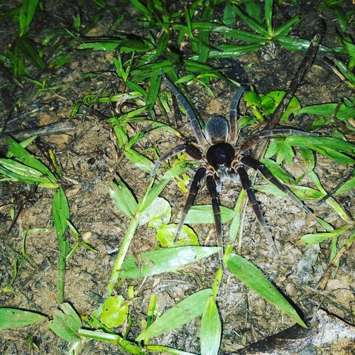 Ctenus medius