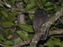 Karthala Scops Owl photo 2
