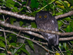 Karthala Scops Owl photo 1