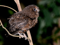 Moheli Scops Owl photo 1