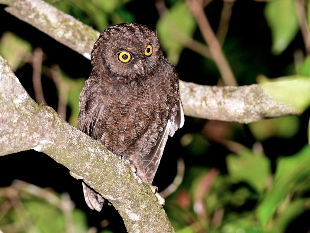 Anjouan Scops-Owl (Otus capnodes) photo