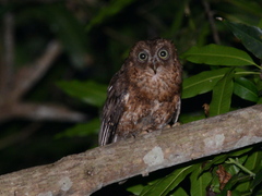 Moheli Scops Owl photo 2