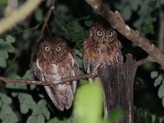 Mayotte Scops Owl photo 2