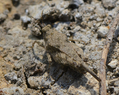 Paratettix mexicanus