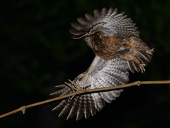 Mayotte Scops Owl photo 3