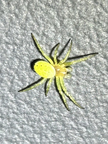Cucumber Spiders
