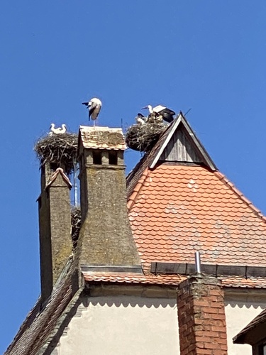 White Stork