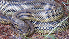 Elaphe quatuorlineata