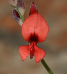 Indigofera paludicola