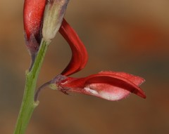 Indigofera paludicola