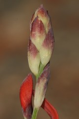Indigofera paludicola
