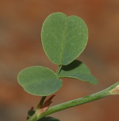 Indigofera paludicola