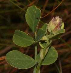 Indigofera paludicola