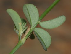 Indigofera paludicola