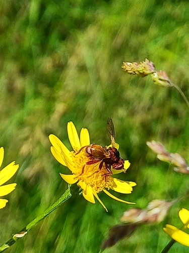 Ferruginous Bee-Grabber
