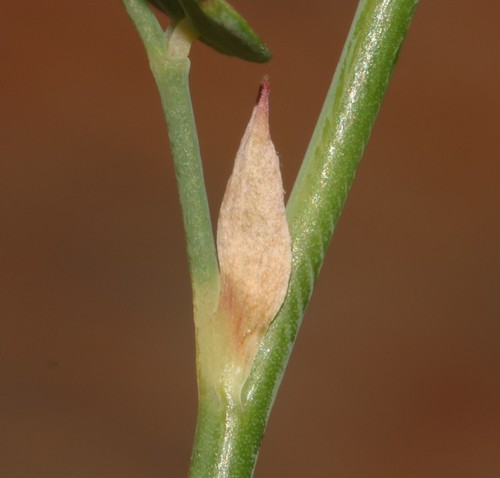Image of Indigofera paludicola by (c) Brian du Preez, some rights reserved (CC BY-SA)