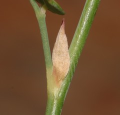 Indigofera paludicola