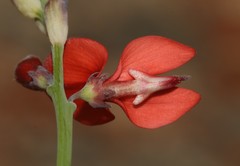 Indigofera paludicola