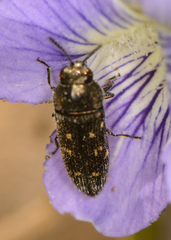 Acmaeodera tubulus