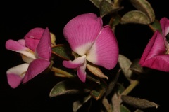 Podalyria biflora
