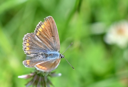 Sooty Copper