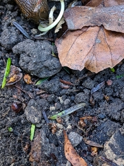 Arthropoda