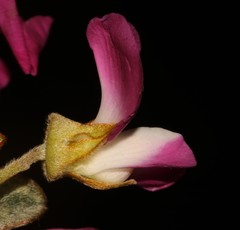Podalyria biflora