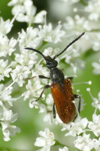 Fairy-ring Longhorn Beetle