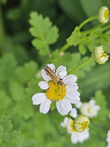 Oedemera femorata