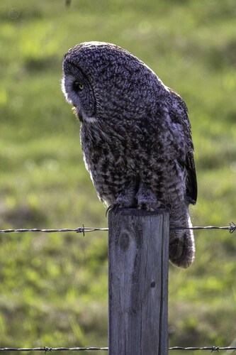 Great Gray Owl