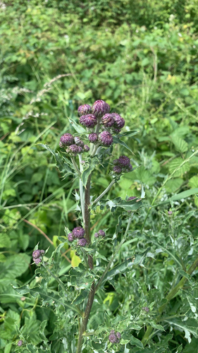 creeping thistle
