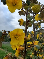 Fremontodendron californicum