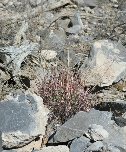 Glandulicactus uncinatus