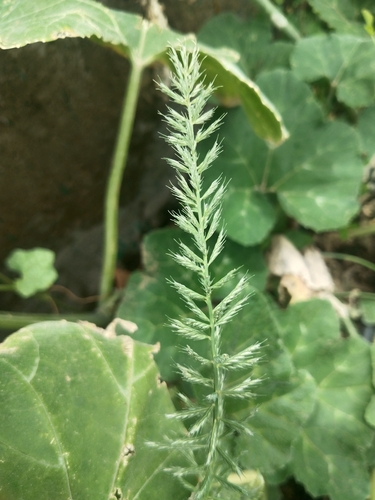 Cats Tail Vlei Grass