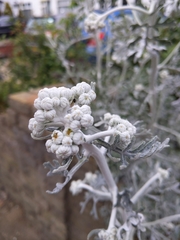Jacobaea maritima