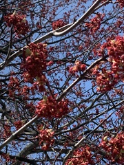Magnoliopsida