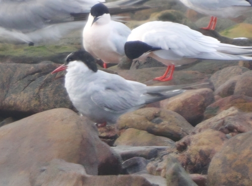 iNaturalist image