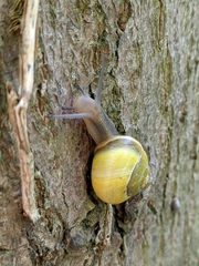 Cepaea