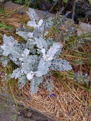 Jacobaea maritima
