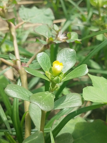 Common Purslane