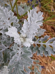 Jacobaea maritima