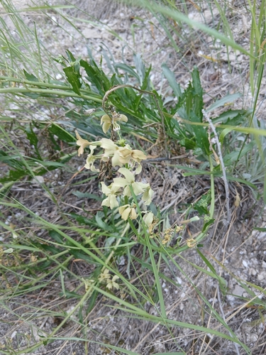 Matthiola fragrans (Matthiola fragrans)
