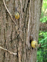 Cepaea