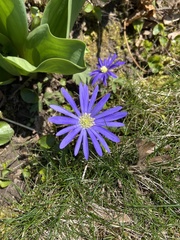 Anemonoides apennina