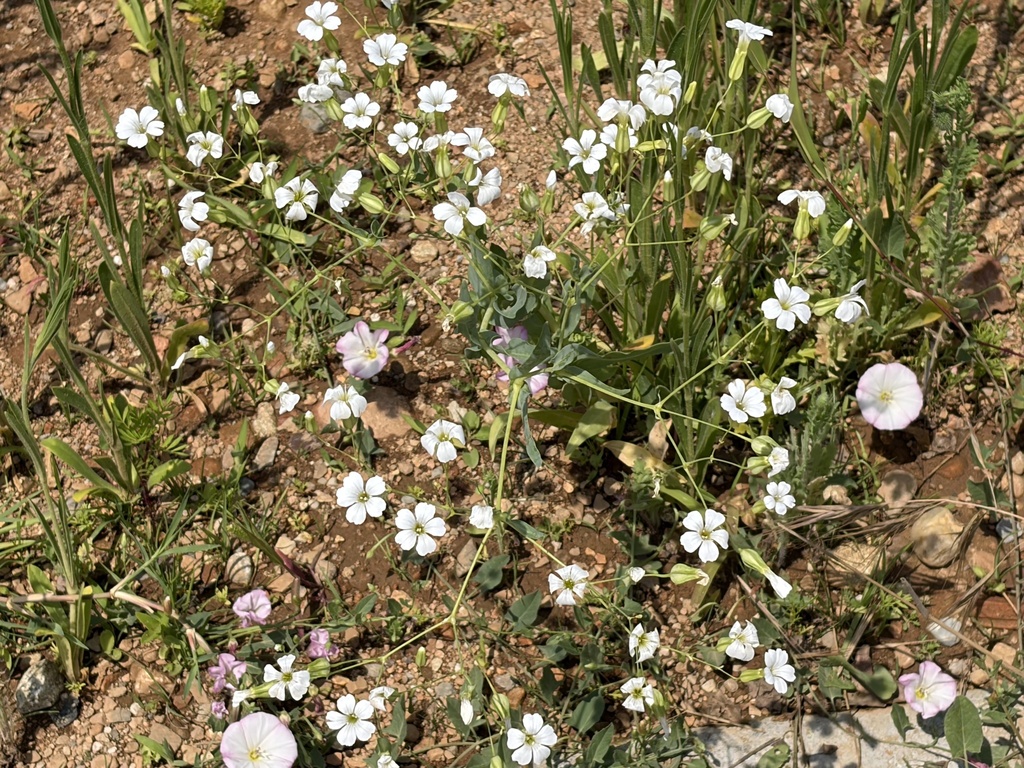 Gypsophila vaccaria; photograph (c) pavlaki1968, some rights reserved (CC BY)