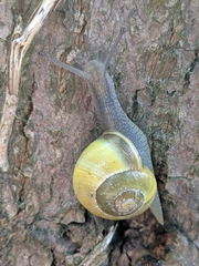 Cepaea
